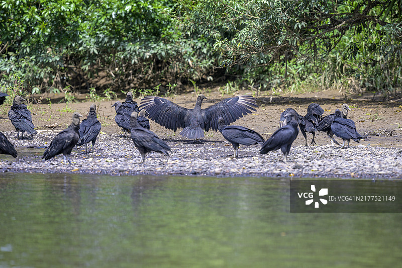 黑兀鹫，在哥斯达黎加阿拉胡埃拉省圣卡洛斯河上的乘船之旅图片素材