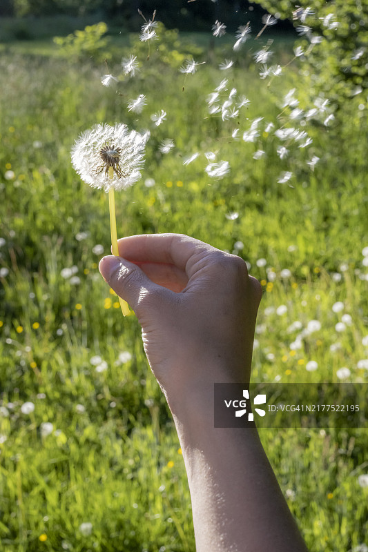 手握蒲公英，背景为绿色草地，上巴伐利亚，巴伐利亚，慕尼黑图片素材