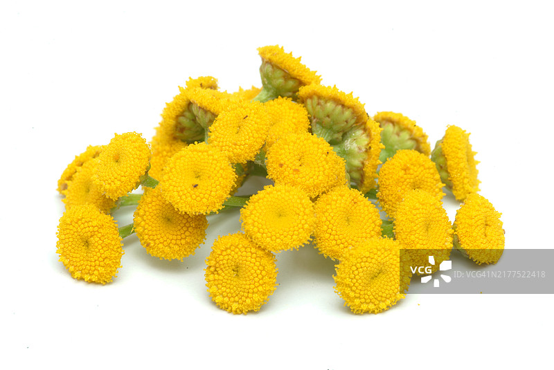 药用植物：艾菊图片素材