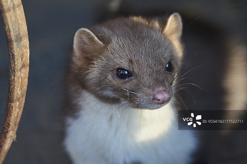 欧洲石貂肖像图片素材