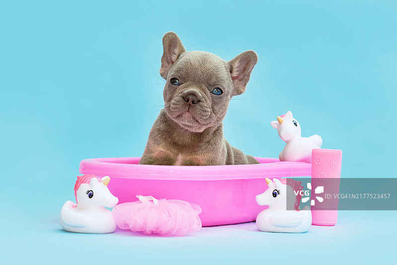 粉色浴缸中的法国斗牛犬幼犬和蓝色背景上的小黄鸭图片素材