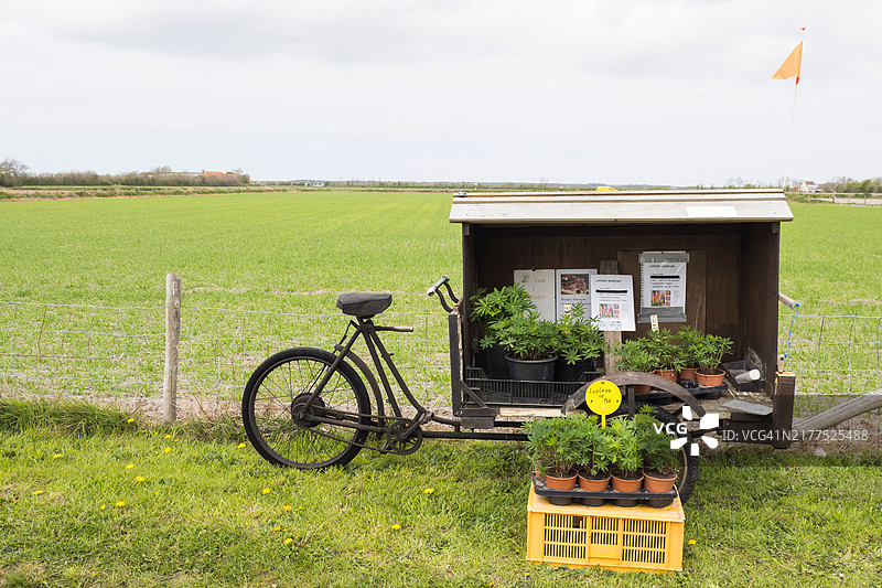 荷兰特塞尔岛自行车与羽扇豆摊位图片素材
