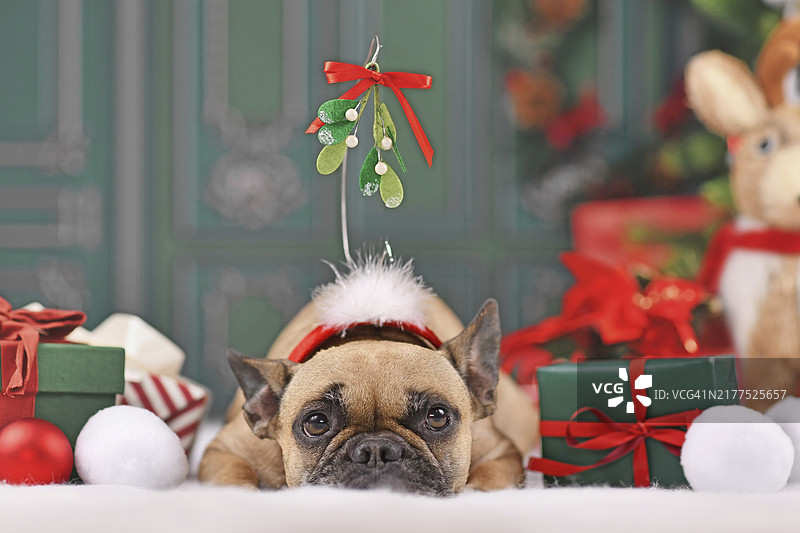 戴着圣诞槲寄生头带的法国斗牛犬图片素材
