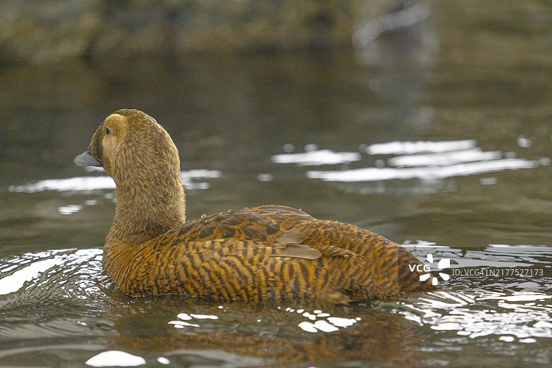 雌性虎头海雕图片素材