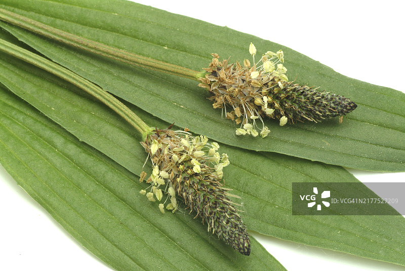 药用 Plantain（Plantago lanceolata）：重要的止咳药，也具有良好的伤口愈合能力。成分：粘液、虹甙类糖苷、苯乙醇类，具有抗炎和杀菌作用图片素材