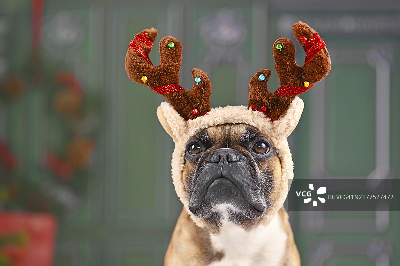 戴圣诞驯鹿角头饰的可爱法国斗牛犬图片素材