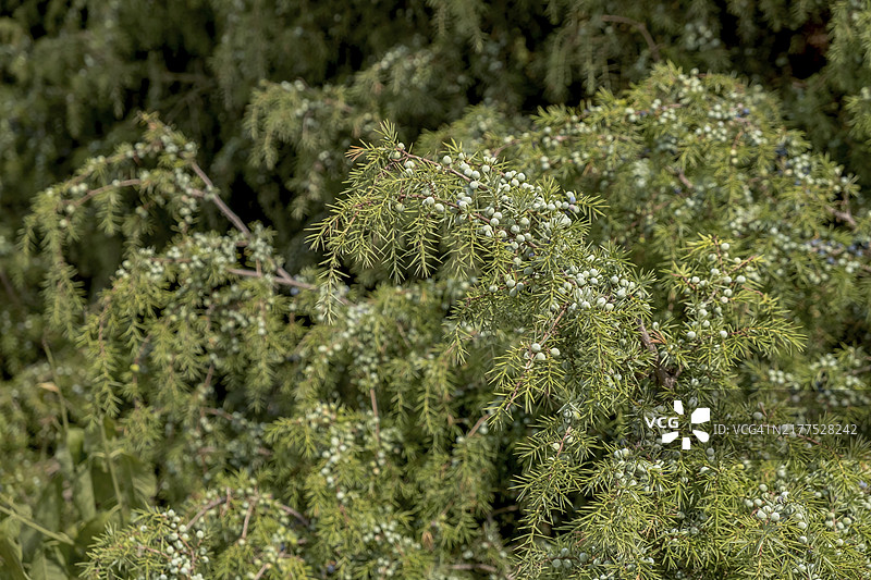 普通杜松(Juniperus communis),杜松树丛与成熟和未成熟的浆果,荷兰哈克斯贝亨的布尔瑟赞德自然保护区图片素材