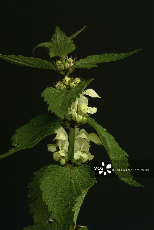 药用植物白荨麻，主要用于女性疾病，因此也被称为微笑母亲草。所有类型的荨麻（Lamium）都具有血液净化和抗炎作用图片素材