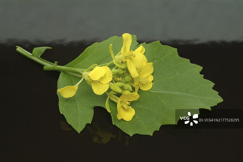 黑芥菜（Brassica nigra），十字花科芸苔属的植物，被广泛用作药用和有用的植物，或黑芥菜，是一种一年生植物，因其黑色或深棕色的种子而种植，这些种子通常图片素材