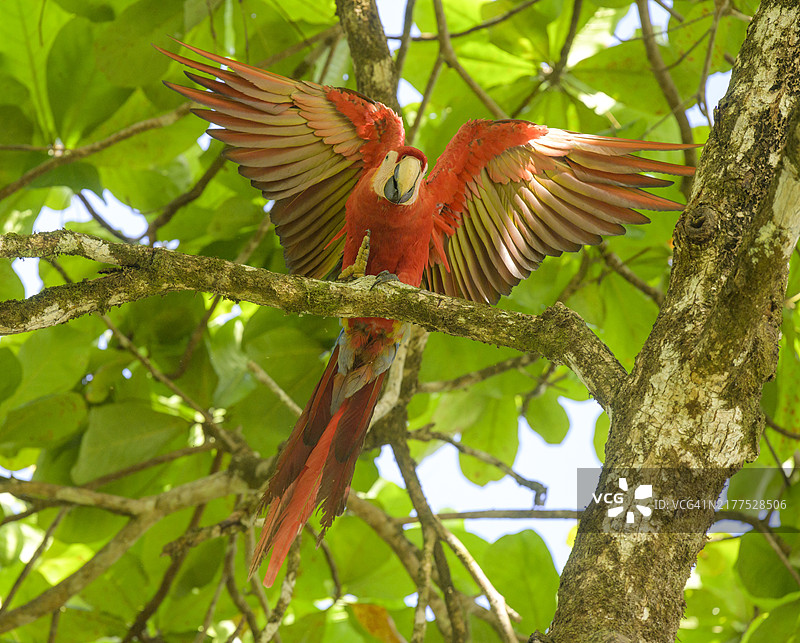 中美洲哥斯达黎加蓬塔雷纳斯省德雷克湾的红金刚鹦鹉图片素材