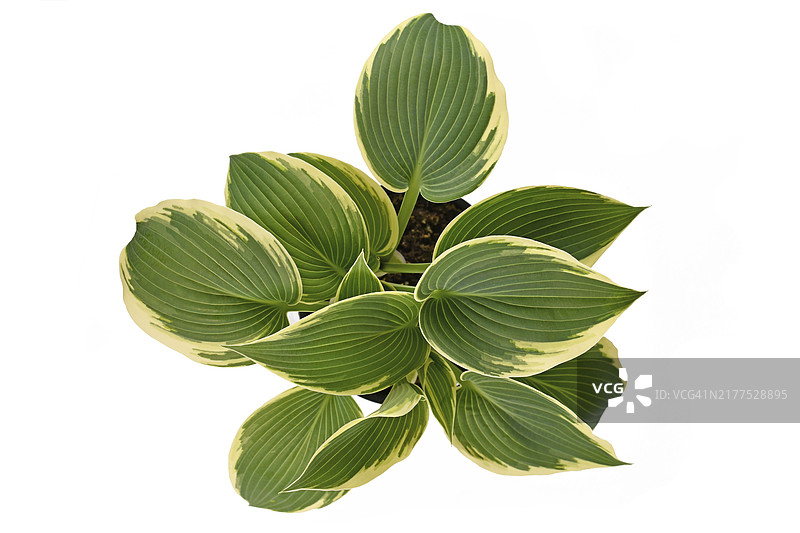 白色背景黑色塑料花盆中的绿叶白边亚洲玉簪图片素材