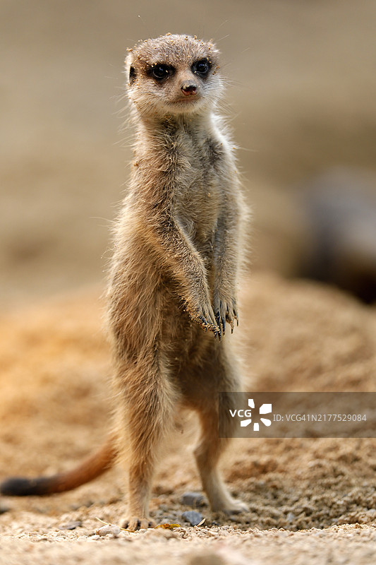 圈养的警惕猫鼬幼崽图片素材