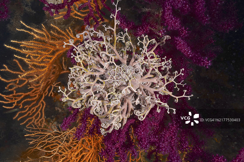 地中海的色彩：开放水螅的紫柳珊瑚，黄色海扇和地中海海蛇尾图片素材