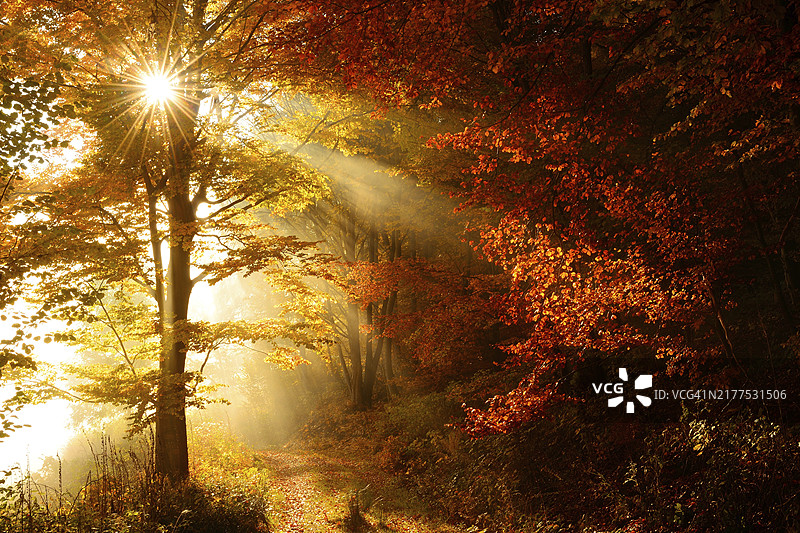 德国萨克森-安哈尔特州韦尼格罗德哈茨山区秋色山毛榉森林中的森林小路，阳光穿过晨雾图片素材