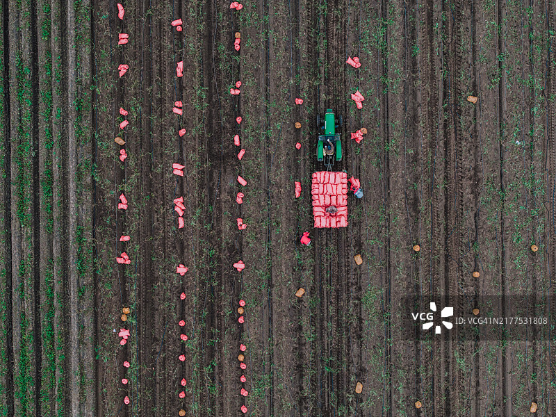拖拉机收获新鲜土豆航拍视角图片素材