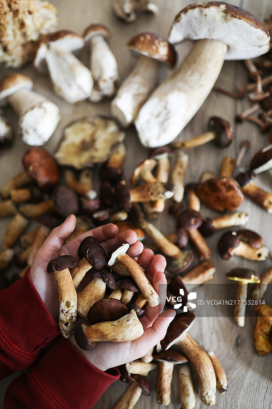 儿童手中的森林蘑菇采摘图片素材