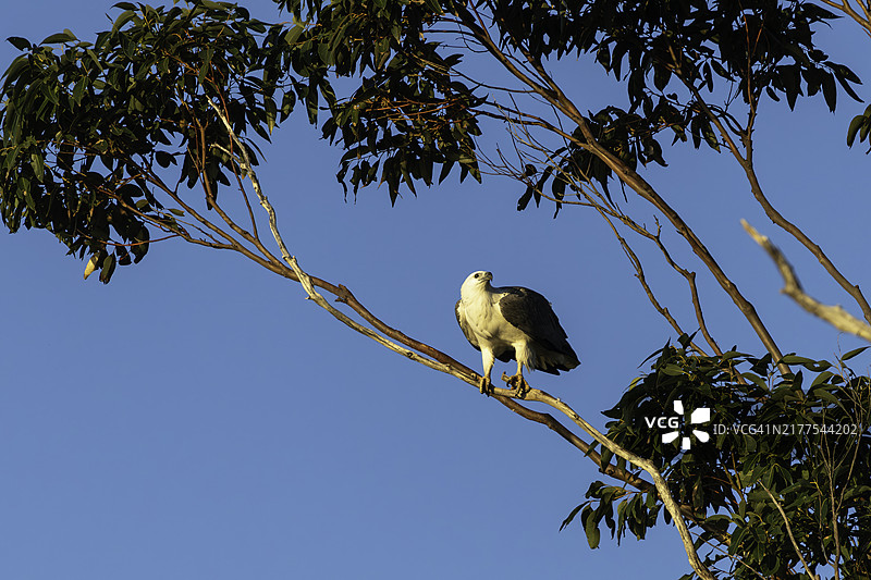 白腹海雕在一天中较晚的时候捕猎图片素材