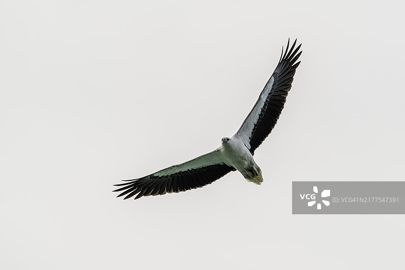 飞翔的成年白腹海雕图片素材