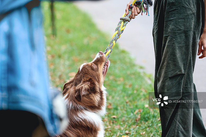 澳大利亚牧羊犬拉着彩色绳子与女驯犬员玩耍图片素材