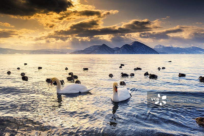 日本北海道洞爷湖中畅游的两只天鹅和一群鸭子图片素材