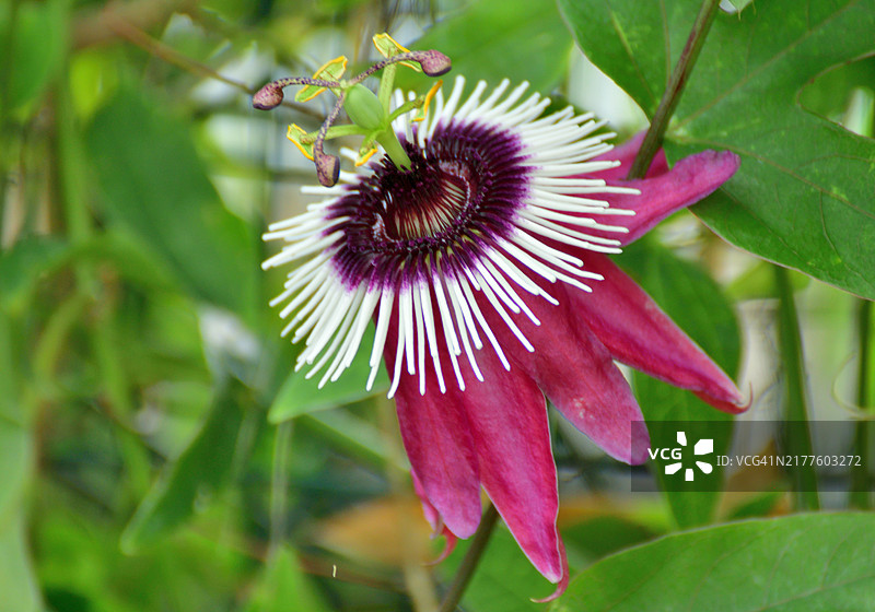 西番莲：色彩鲜艳、造型别致的迷人藤蔓植物图片素材