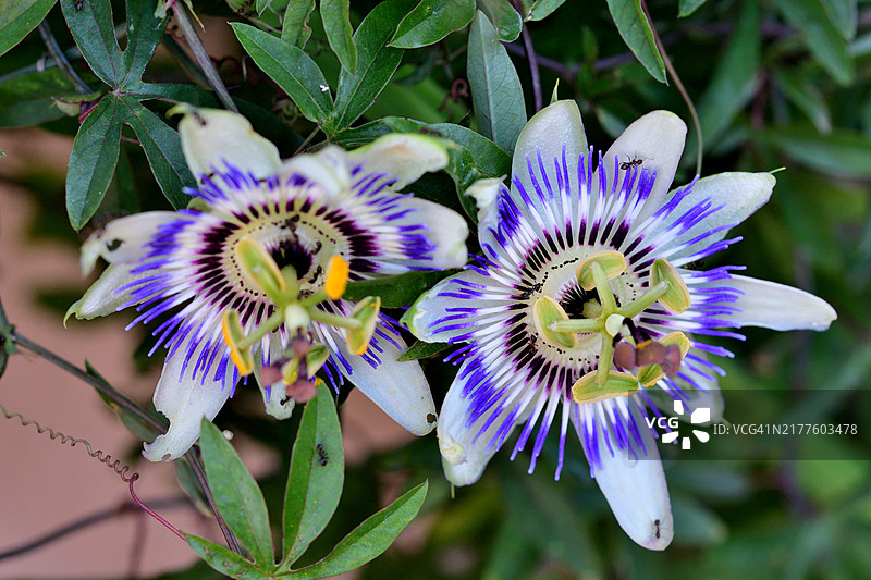 西番莲：色彩鲜艳、造型别致的迷人藤蔓植物图片素材