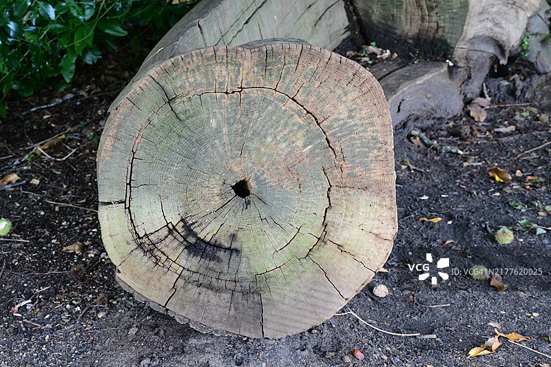 温莎弗吉尼亚水域的树干，英国图片素材