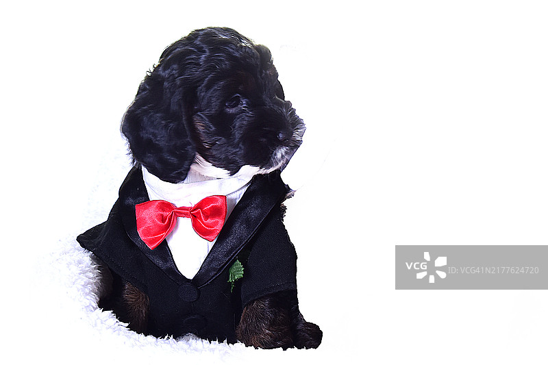 新娘和新郎与可卡犬图片素材