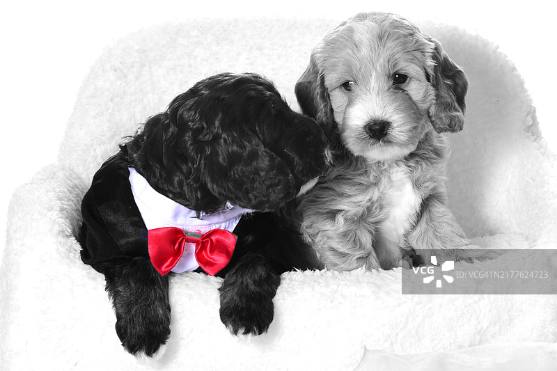 新娘和新郎与可卡犬图片素材