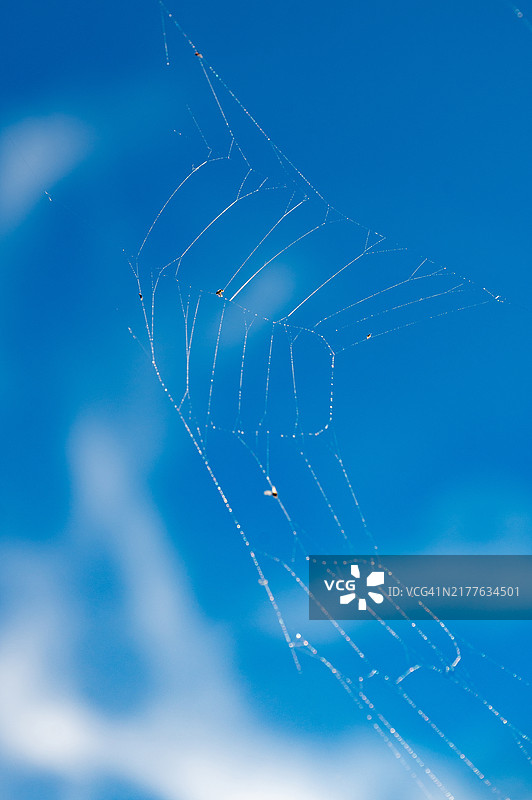 蓝色天空下的蜘蛛网：金融市场风险与脆弱性概念图片素材