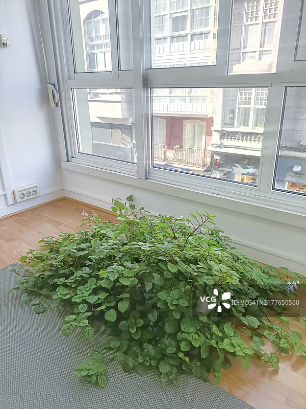 窗边木地板上的金钱薄荷图片素材