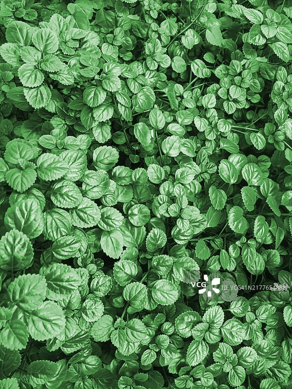 树叶背景图片素材