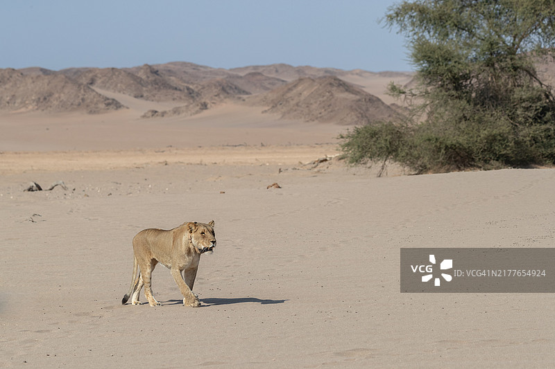 孤独的母狮图片素材