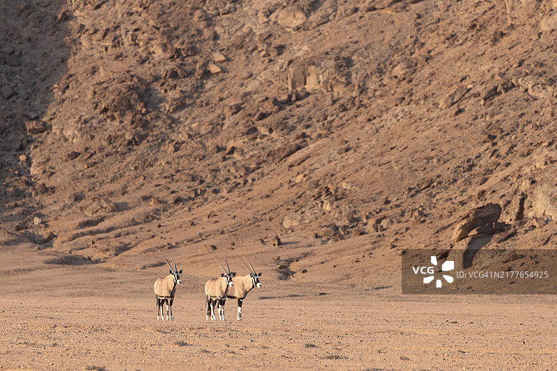 奥里克斯图片素材