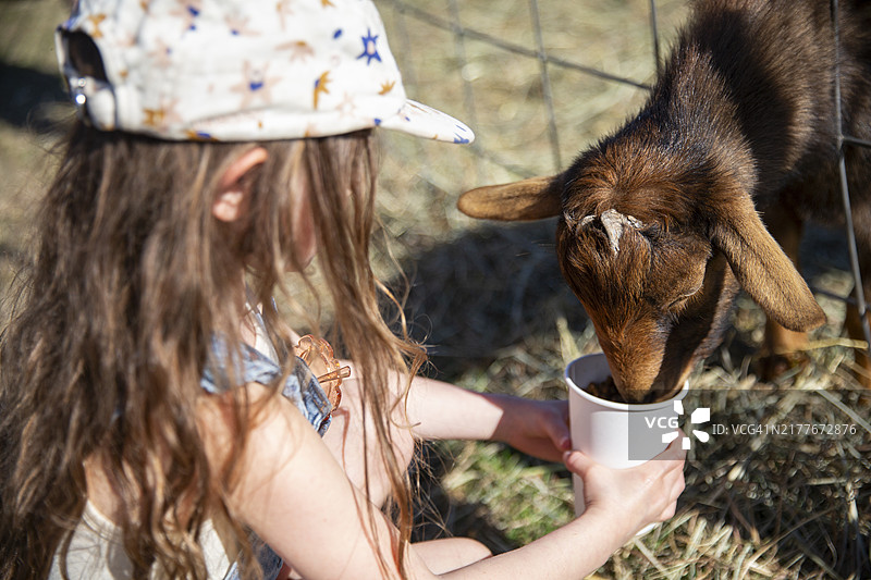 在农场喂山羊的四岁女孩图片素材