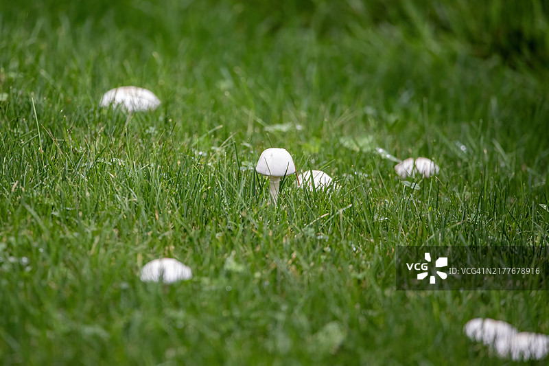 雨后草坪上的白色蘑菇图片素材