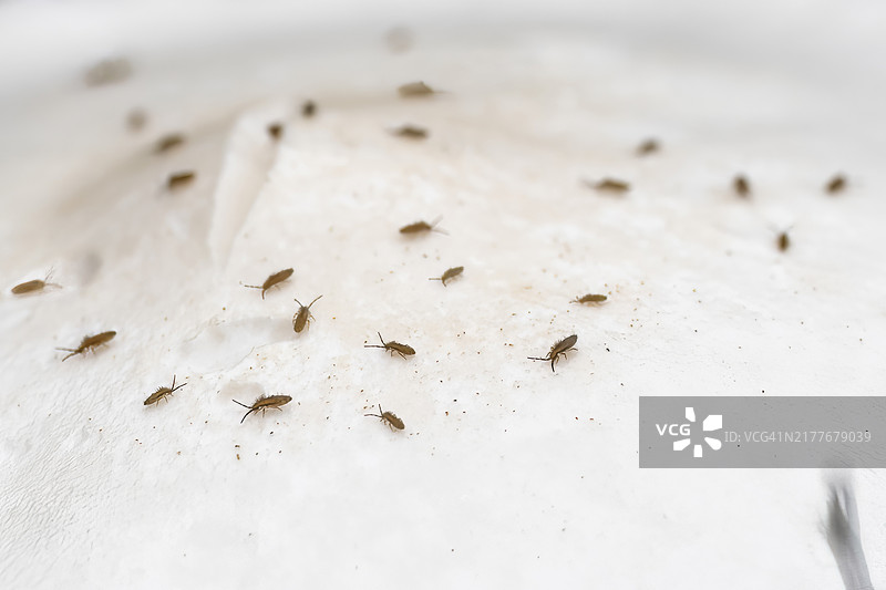 蘑菇上的跳虫图片素材