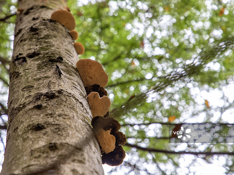 树干上的树脂耳菌图片素材