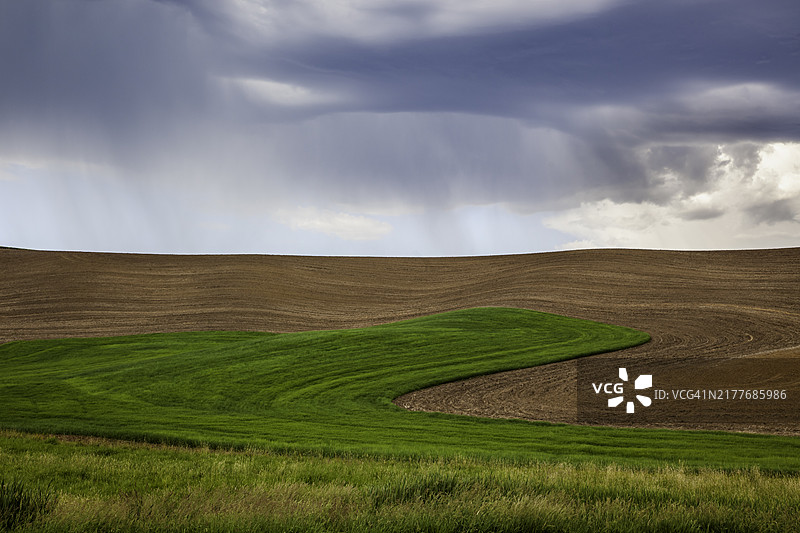 华盛顿州帕卢斯地区刚犁过的小麦农田上空的暴风云和阵雨图片素材