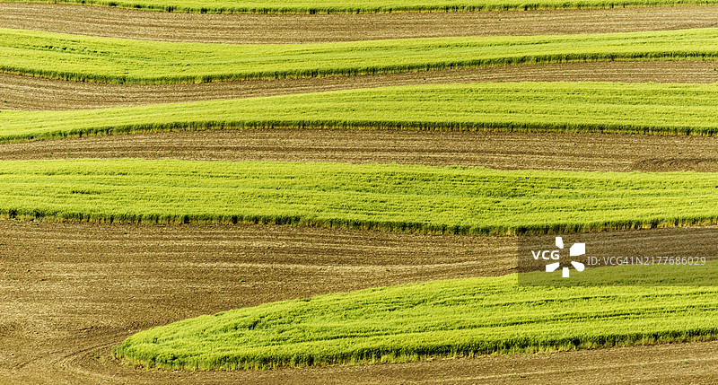华盛顿州帕洛斯地区小麦田中因耕作而形成的波浪状抽象图案图片素材