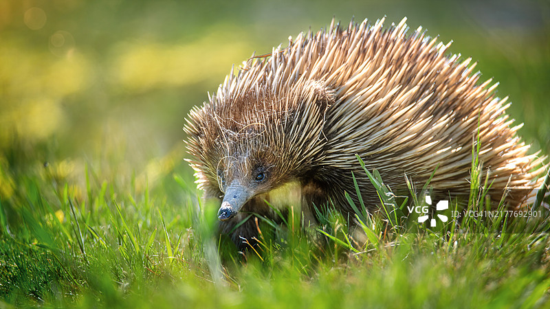 短吻针鼹图片素材