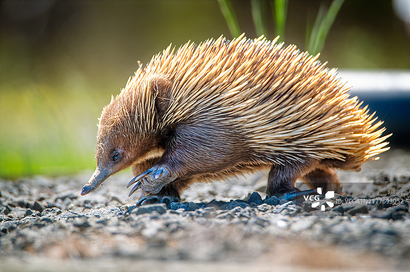 短吻针鼹图片素材