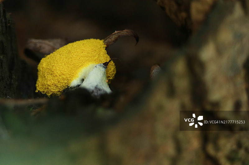 生长在枯树上的黏菌图片素材