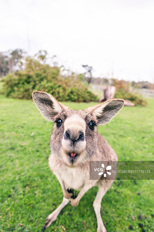 袋鼠特写图片素材