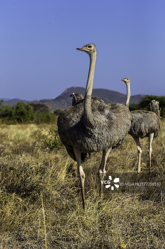 桑布鲁国家保护区的索马里鸵鸟图片素材