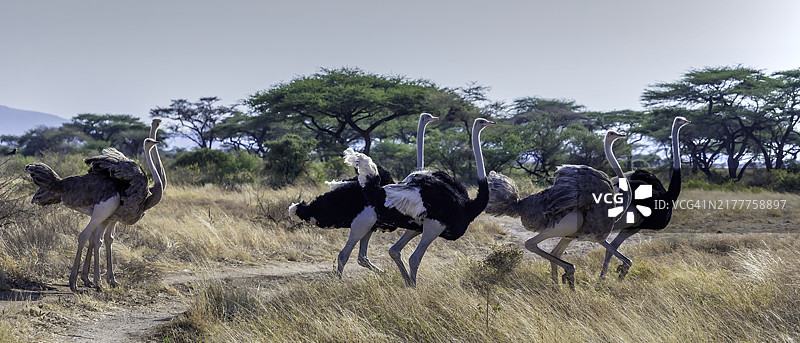 桑布鲁国家保护区的索马里鸵鸟图片素材