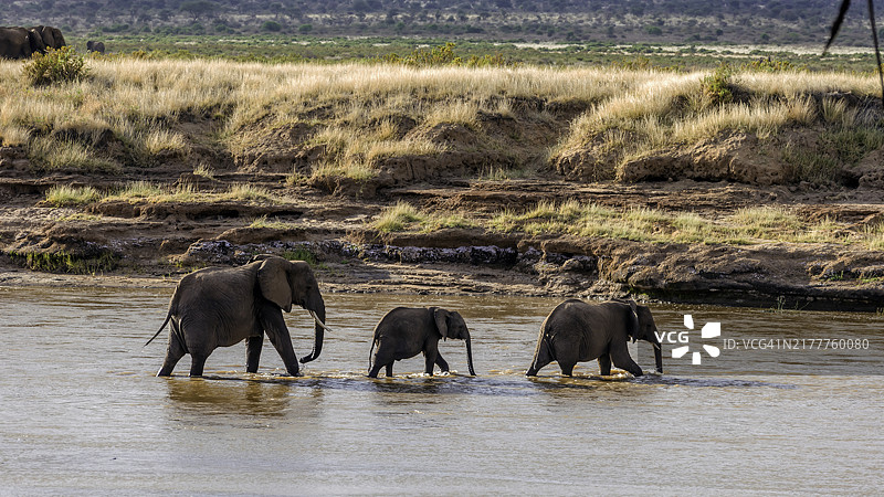 桑布鲁国家保护区内的非洲象图片素材