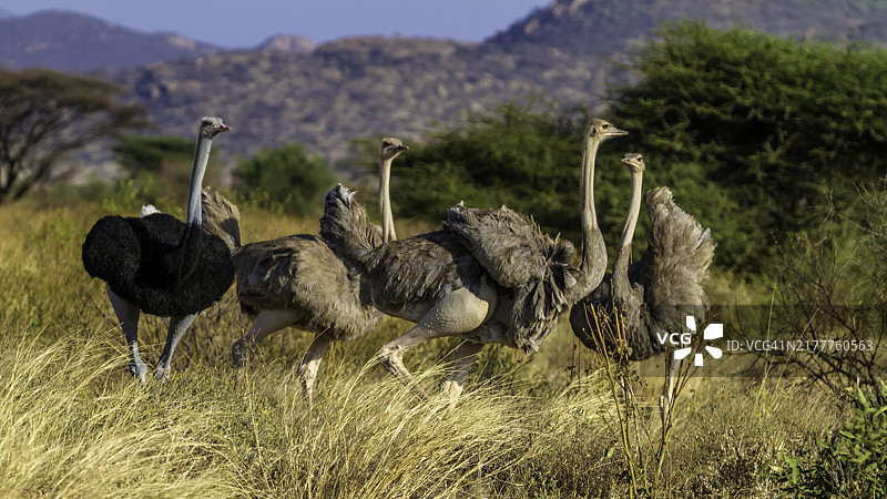桑布鲁国家保护区的索马里鸵鸟图片素材