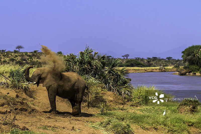 桑布鲁国家保护区内的非洲象图片素材