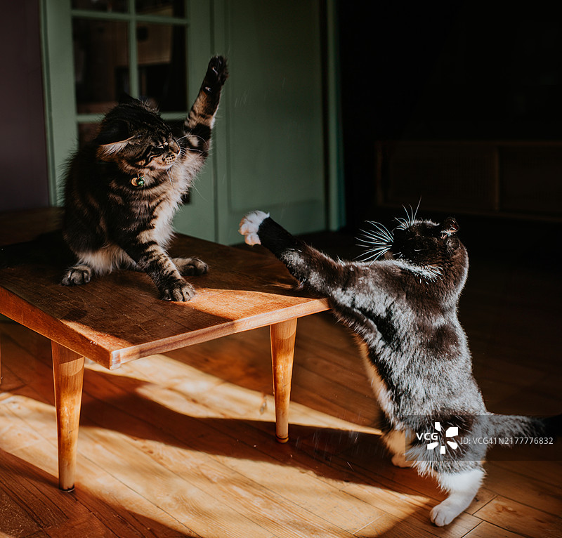 两只愤怒的猫在室内木制咖啡桌上激烈打斗图片素材